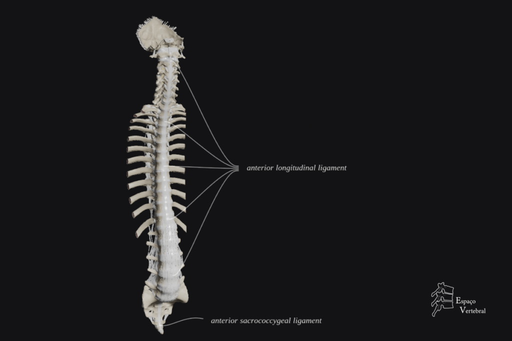 Ligamento Longitudinal Anterior