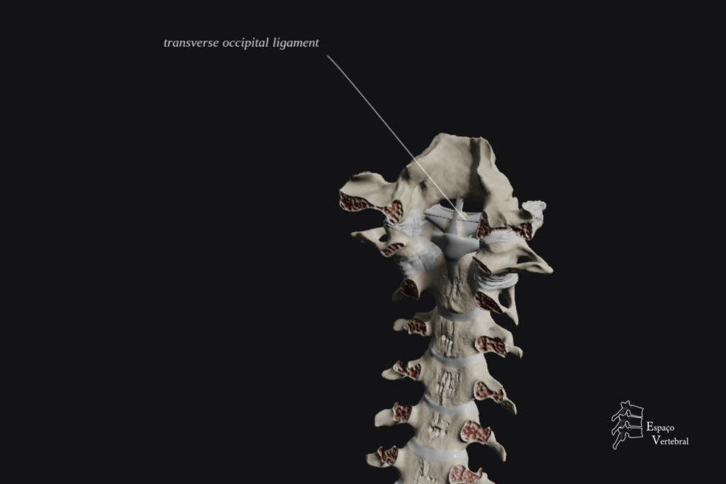 Ligamento Occipital Transverso