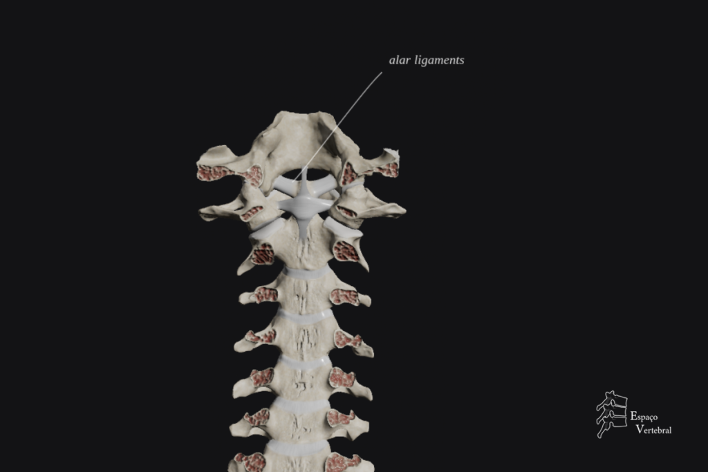 Ligamentos Alares