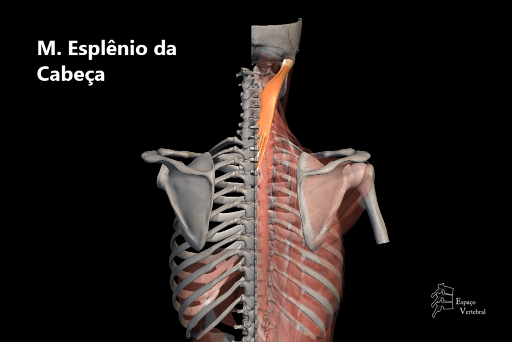 Músculo Esplênio da Cabeça – Espaco Vertebral